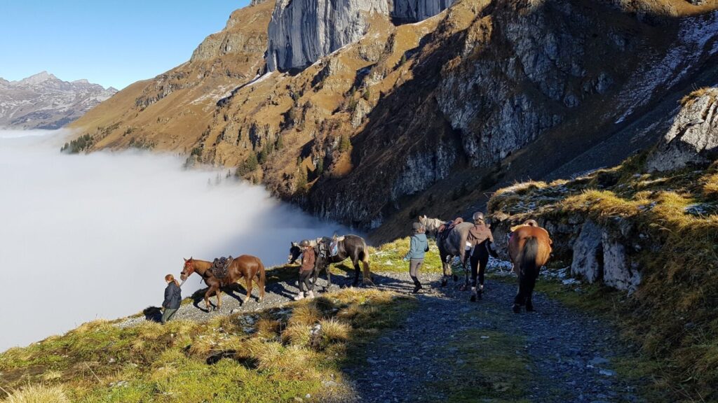 Shavina Auszeit mit Tieren